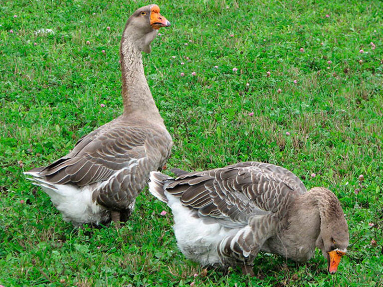 geese_0003