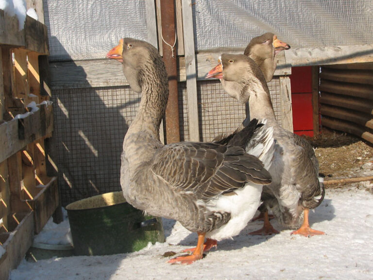 geese_0005
