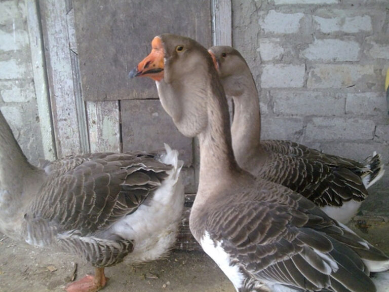 geese_0006