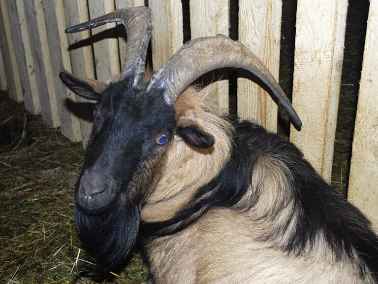 goats-0006