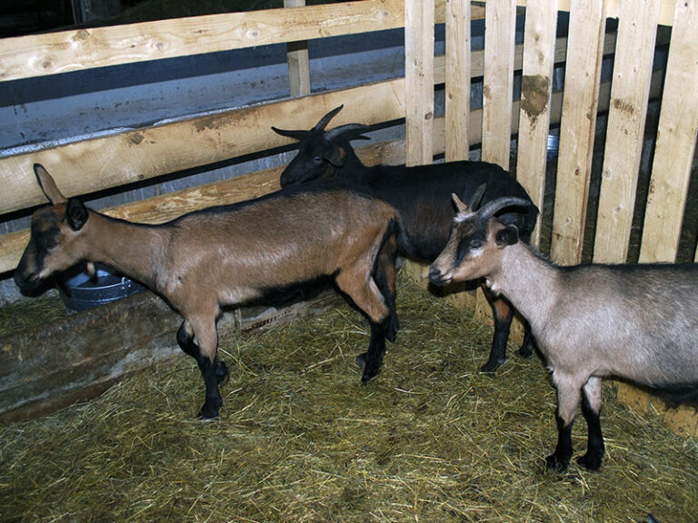 goats-0008