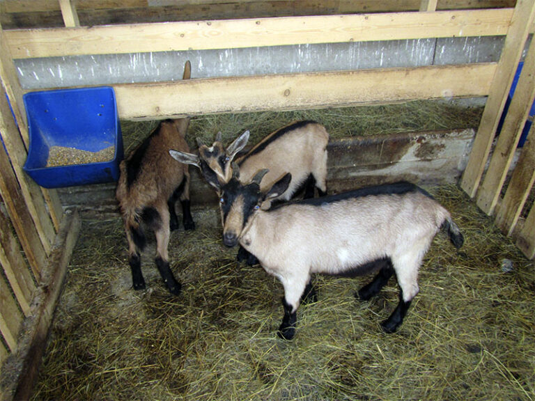 goats-0010
