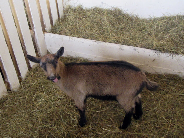 goats-0011
